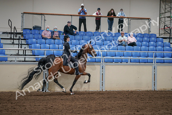 2020 - AB Morgan Horse - Sat, Sept 05 - 06826