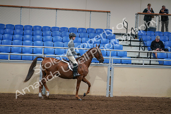 2020 - AB Morgan Horse - Fri, Sept 04 - 03187