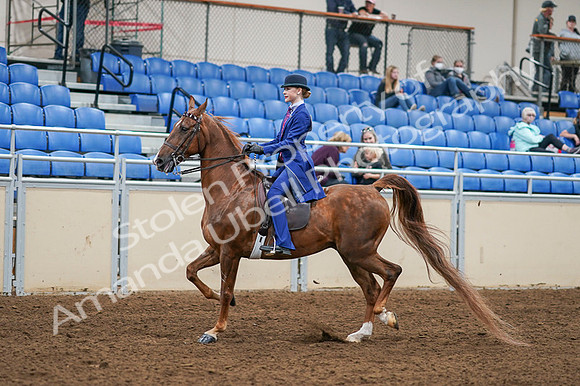 2020 - AB Morgan Horse - Fri, Sept 04 - 04883