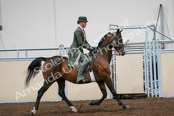 2020 - AB Morgan Horse - Fri, Sept 04 - 03375