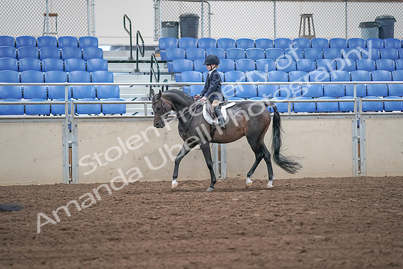 2019 Morgan Horse Show - Sept 01, 2019 - 05496