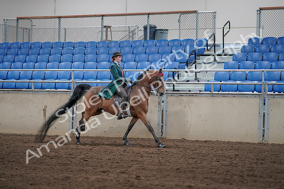 2019 Morgan Horse Show - Sept 01, 2019 - 13404
