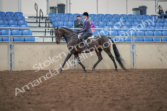 2019 Morgan Horse Show - Aug 30, 2019 - 20315
