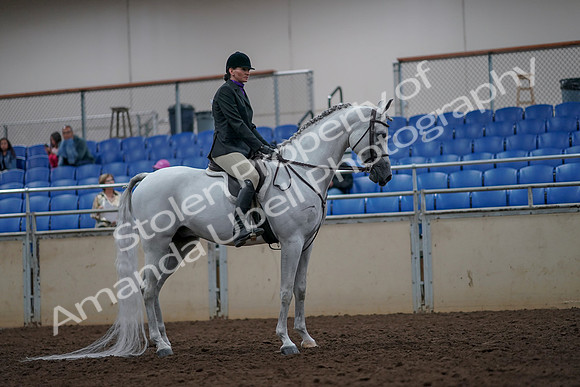 2019 Morgan Horse Show - Aug 31, 2019 - 16067