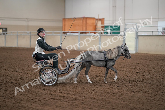 2019 Morgan Horse Show - Aug 30, 2019 - 13345