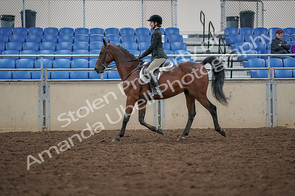 2019 Morgan Horse Show - Aug 30, 2019 - 20273
