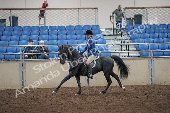 2019 Morgan Horse Show - Aug 31, 2019 - 07354