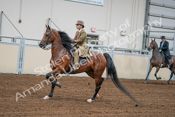 2020 - AB Morgan Horse - Sat, Sept 05 - 07991