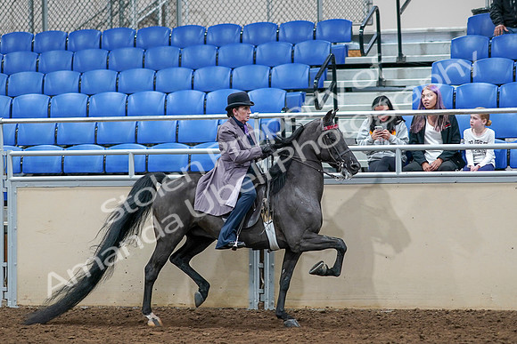 2020 - AB Morgan Horse - Sat, Sept 05 - 13831