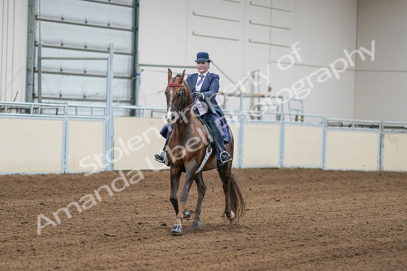 2020 - AB Morgan Horse - Fri, Sept 04 - 08171