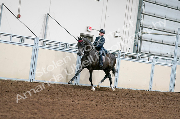 2020 - AB Morgan Horse - Fri, Sept 04 - 03193