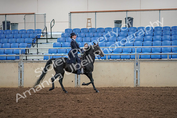 2019 Morgan Horse Show - Aug 30, 2019 - 12387
