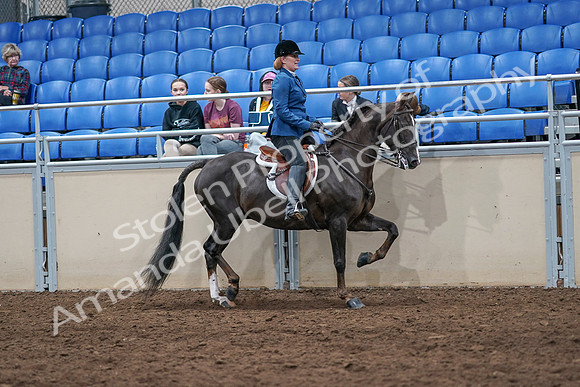 2020 - AB Morgan Horse - Sat, Sept 05 - 05208