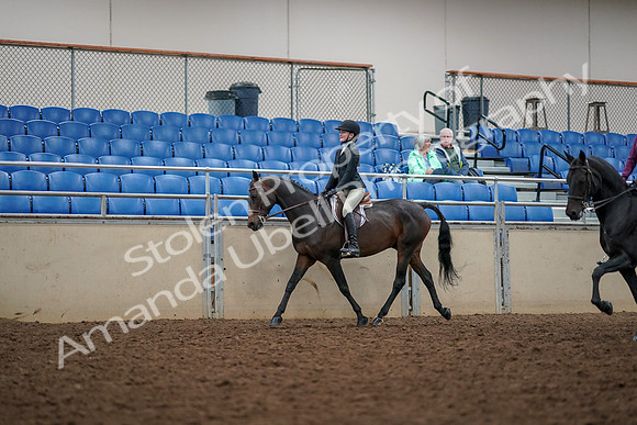2019 Morgan Horse Show - Aug 30, 2019 - 23322