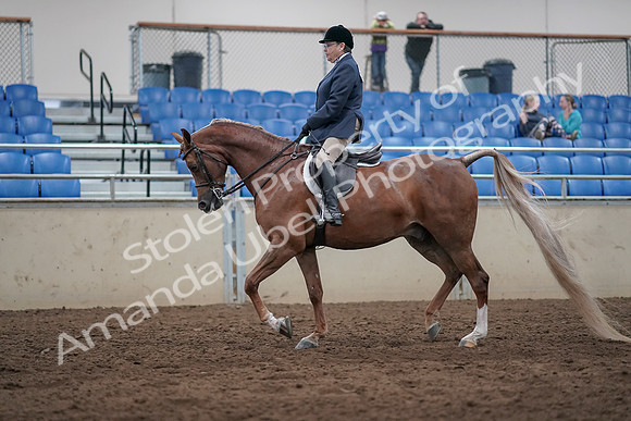 2019 Morgan Horse Show - Sept 01, 2019 - 08605
