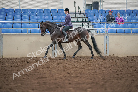 2019 Morgan Horse Show - Aug 30, 2019 - 20327