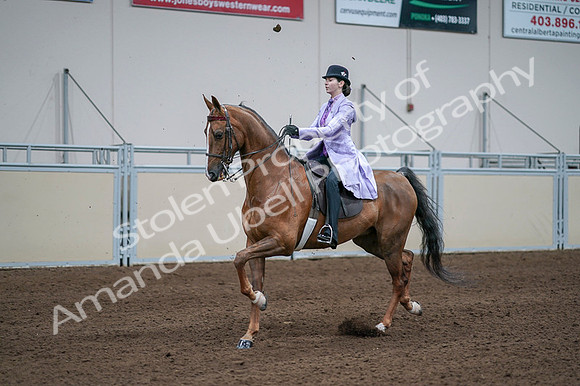2020 - AB Morgan Horse - Fri, Sept 04 - 05023