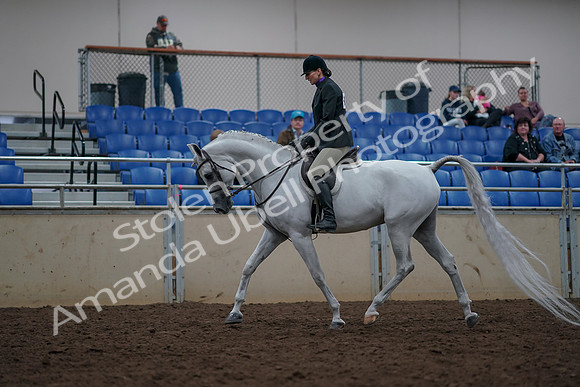 2019 Morgan Horse Show - Aug 31, 2019 - 15901