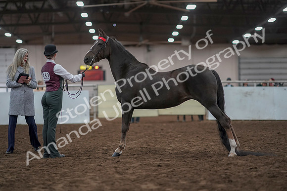 2019 Morgan Horse Show - Aug 31, 2019 - 02011