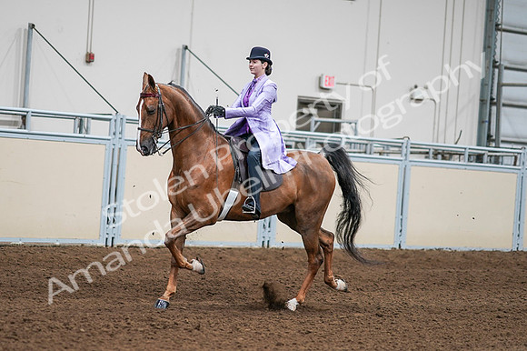2020 - AB Morgan Horse - Fri, Sept 04 - 04915