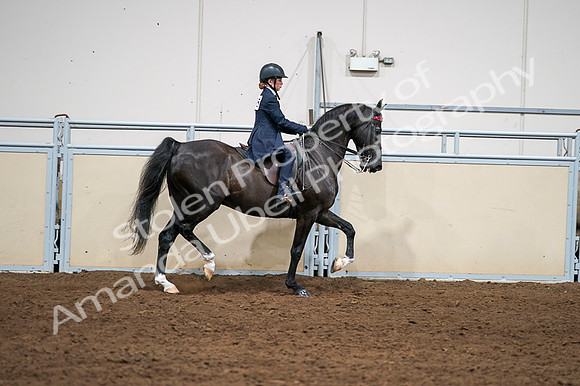 2020 - AB Morgan Horse - Fri, Sept 04 - 03089