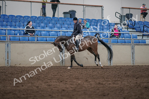 2019 Morgan Horse Show - Sept 01, 2019 - 08716