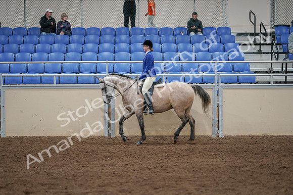 2020 - AB Morgan Horse - Fri, Sept 04 - 10345
