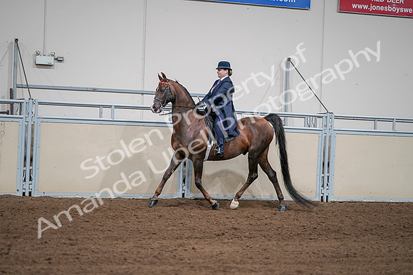 2020 - AB Morgan Horse - Fri, Sept 04 - 07955