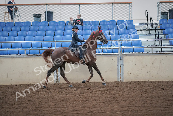 2019 Morgan Horse Show - Aug 30, 2019 - 18152
