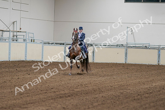 2020 - AB Morgan Horse - Fri, Sept 04 - 08147