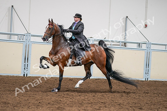 2020 - AB Morgan Horse - Sat, Sept 05 - 12998