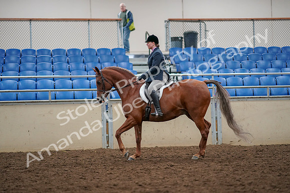 2019 Morgan Horse Show - Aug 30, 2019 - 22222