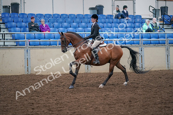2019 Morgan Horse Show - Aug 30, 2019 - 20503