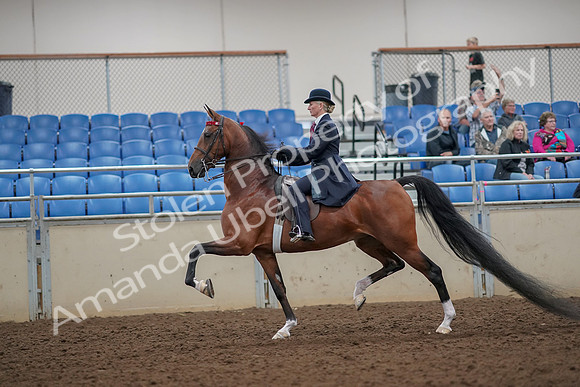 2019 Morgan Horse Show - Aug 30, 2019 - 25085