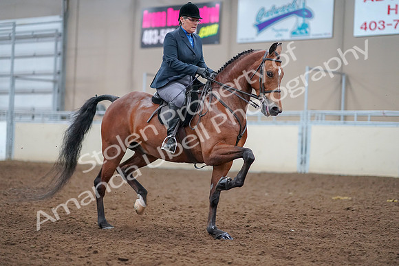 2019 Morgan Horse Show - Aug 30, 2019 - 20899
