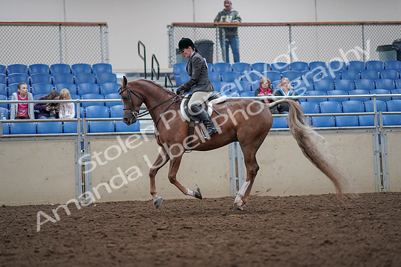 2019 Morgan Horse Show - Aug 31, 2019 - 16054