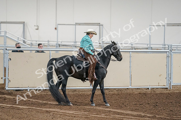 2020 - AB Morgan Horse - Fri, Sept 04 - 00525