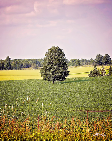 July 04 2015 - 4385