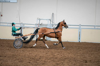 2020 - AB Morgan Horse - Sat, Sept 05 - 12459