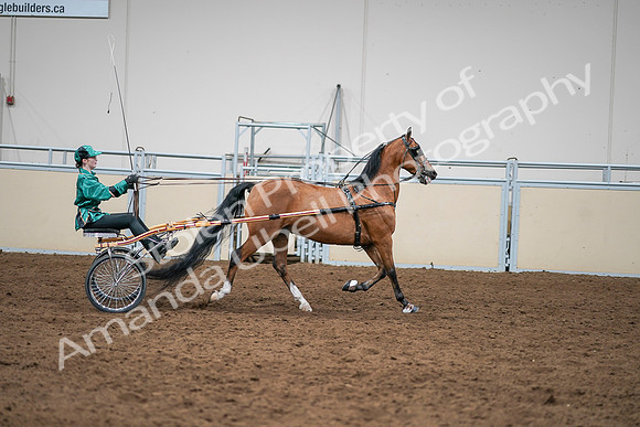 2020 - AB Morgan Horse - Sat, Sept 05 - 12459