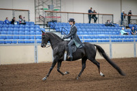 2020 - AB Morgan Horse - Fri, Sept 04 - 05326