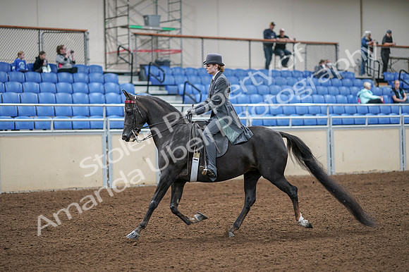 2020 - AB Morgan Horse - Fri, Sept 04 - 05326