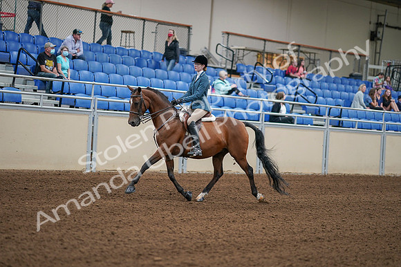 2020 - AB Morgan Horse - Fri, Sept 04 - 03966