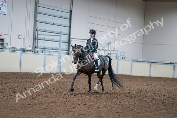 2020 - AB Morgan Horse - Fri, Sept 04 - 06153