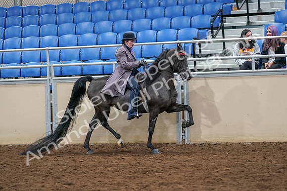 2020 - AB Morgan Horse - Sat, Sept 05 - 13990