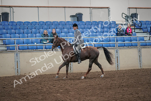 2019 Morgan Horse Show - Aug 31, 2019 - 07317