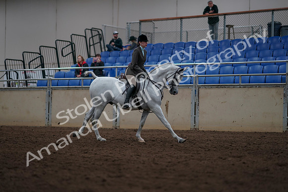 2019 Morgan Horse Show - Sept 01, 2019 - 08817