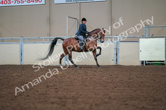 2019 Morgan Horse Show - Aug 30, 2019 - 20979