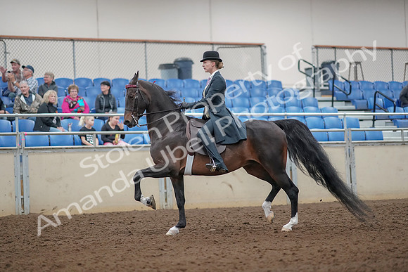 2019 Morgan Horse Show - Aug 30, 2019 - 25001