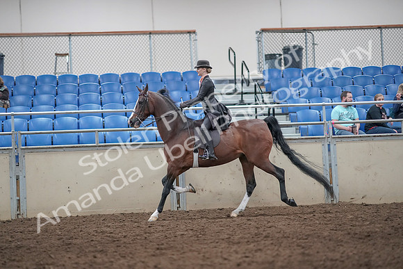 2019 Morgan Horse Show - Aug 31, 2019 - 08705